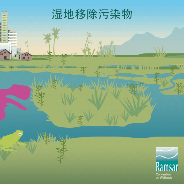 第24個(gè)世界濕地日：濕地與生物多樣性