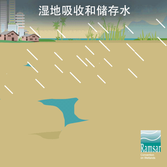 第24個(gè)世界濕地日：濕地與生物多樣性