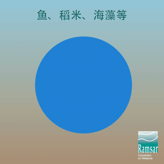 第24個(gè)世界濕地日：濕地與生物多樣性