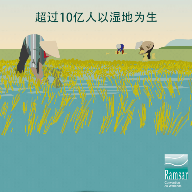 第24個(gè)世界濕地日：濕地與生物多樣性