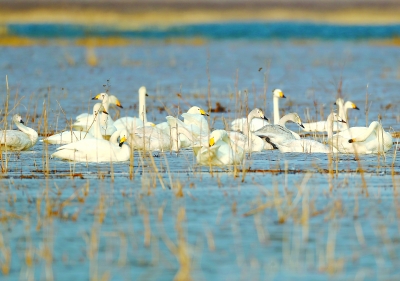 候鳥成群降落，官廳水庫化身天鵝湖