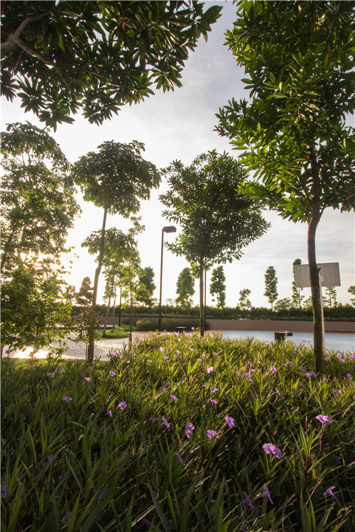 園冶杯專業(yè)獎(jiǎng)|熱帶度假勝地——“共享天空”