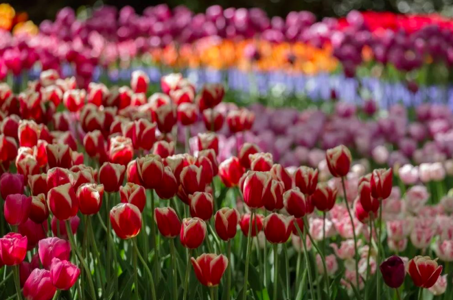 荷蘭花園的代表：庫(kù)肯霍夫公園