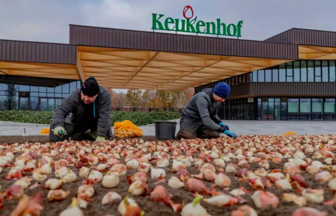 荷蘭花園的代表：庫(kù)肯霍夫公園