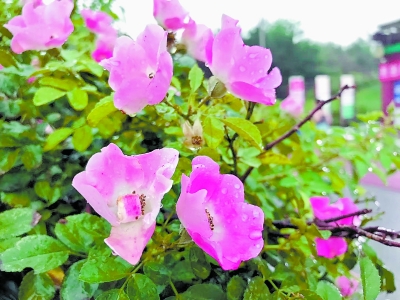 北京公布161種耐旱明星植物 