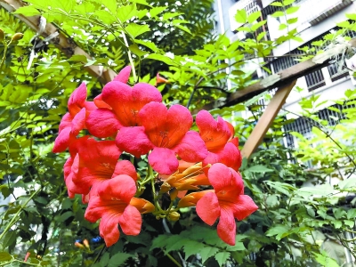 北京公布161種耐旱明星植物 