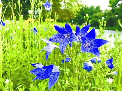 北京公布161種耐旱明星植物 