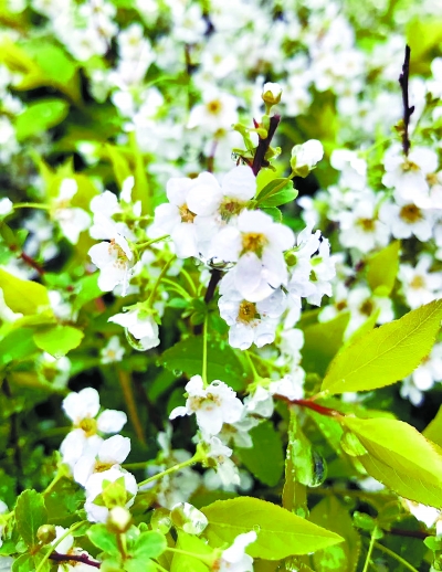 北京公布161種耐旱明星植物 