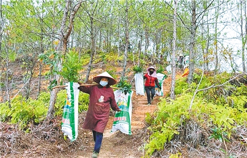 各地抗“疫”造林兩不誤