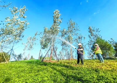 北京城市副中心創(chuàng)建國家森林城市