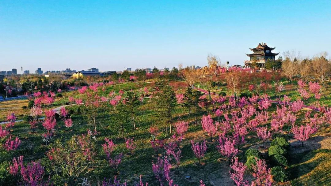 河北邢臺(tái)園博園梅嶺成最新網(wǎng)紅打卡地