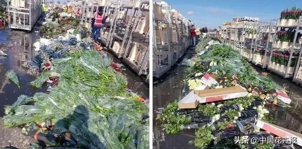 大量國際花展取消，眾多國家花企深陷困境