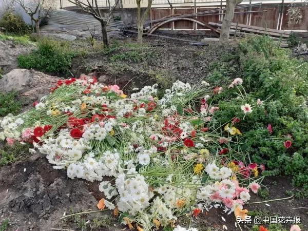大量國際花展取消，眾多國家花企深陷困境