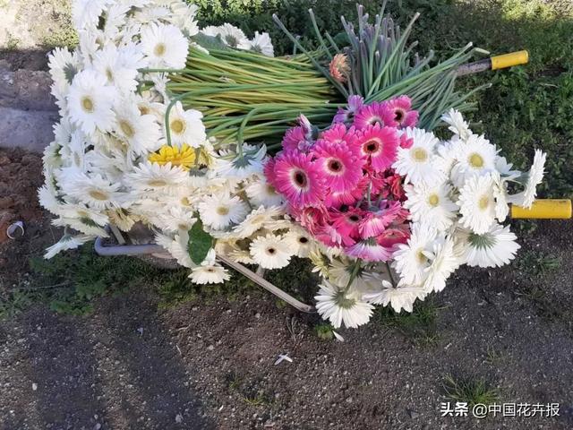 大量國際花展取消，眾多國家花企深陷困境