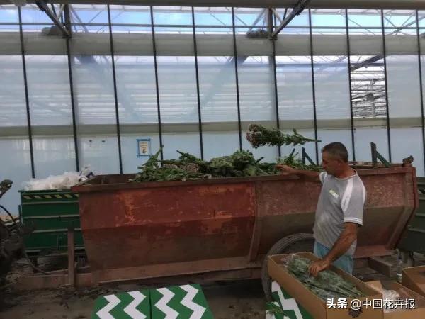 大量國際花展取消，眾多國家花企深陷困境