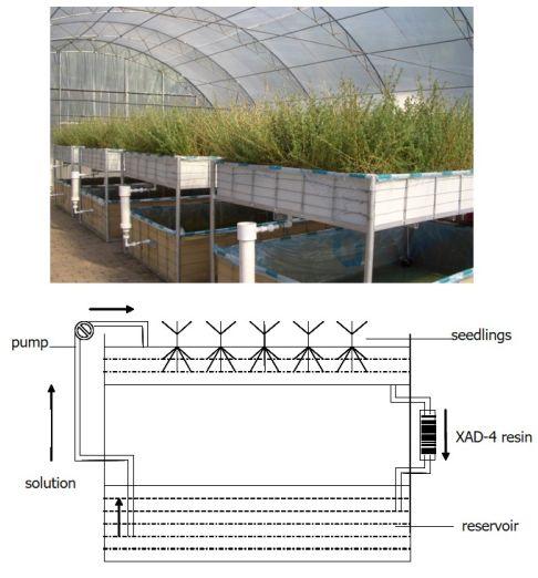 為了生存它們整日“竊竊私語(yǔ)”，相鄰植物釋放的化學(xué)物質(zhì)到底在表達(dá)什么