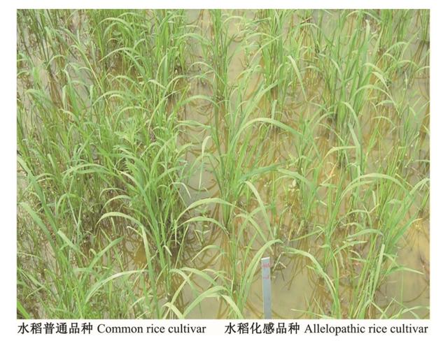 為了生存它們整日“竊竊私語(yǔ)”，相鄰植物釋放的化學(xué)物質(zhì)到底在表達(dá)什么