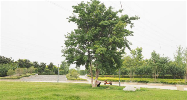 鄭港十路中央生態(tài)公園