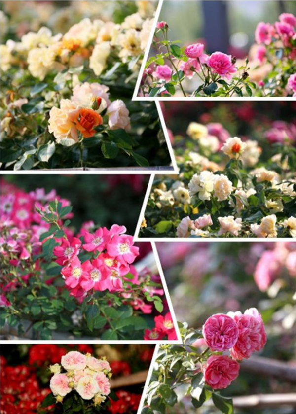 鄭港十路中央生態(tài)公園