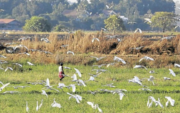 Sharon Perion:通過景觀干預(yù)進(jìn)行的坎達(dá)巴沼澤保護(hù)