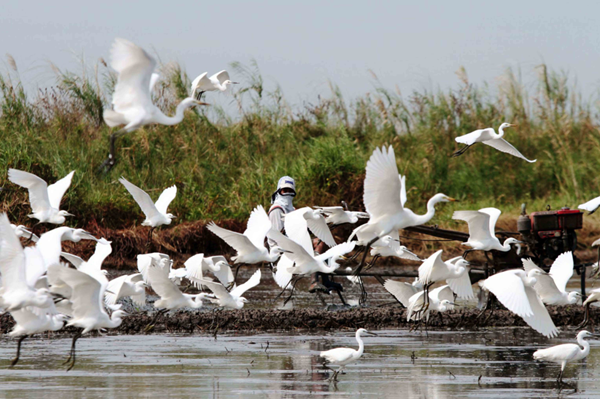 Sharon Perion:通過景觀干預(yù)進(jìn)行的坎達(dá)巴沼澤保護(hù)