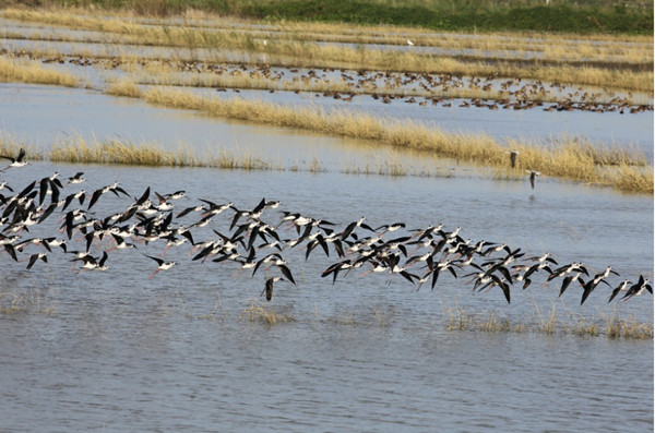 Sharon Perion:通過景觀干預(yù)進(jìn)行的坎達(dá)巴沼澤保護(hù)