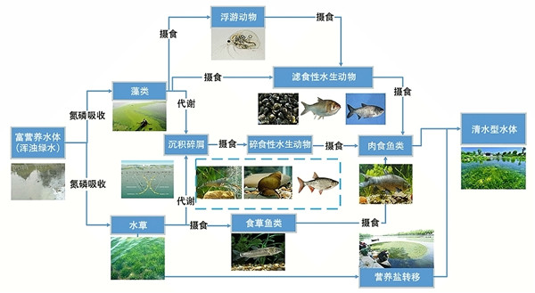 水生態(tài)系統(tǒng)保護(hù)、修復(fù)、利用的思考與實(shí)踐