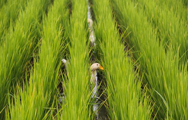 城市水環(huán)境治理中的人工濕地公園模式的探討