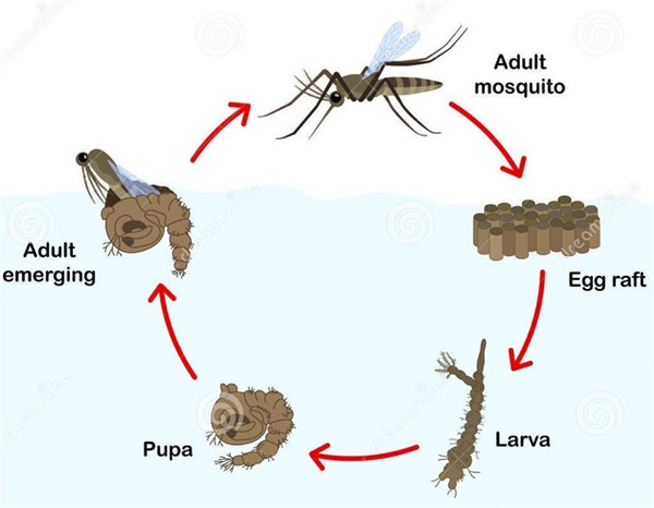 Emmanuel Pouille:濕地的生態系統以及治理對策