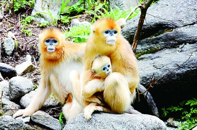 楊銳:在秦巴山脈構建國家公園