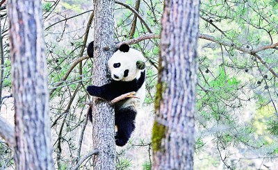 楊銳:在秦巴山脈構建國家公園