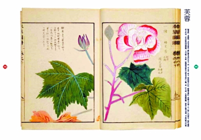 幾回清夢(mèng)到花前：紅樓女子的草木情緣