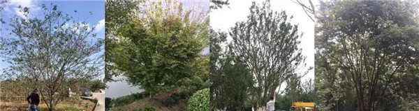 南昌金地金茂正榮悅風(fēng)華示范區(qū)