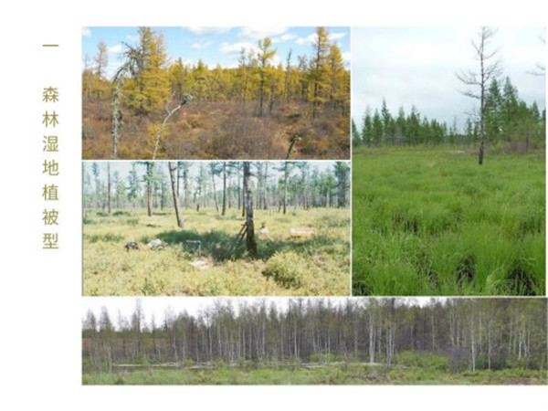 《中國濕地植被與植物圖鑒》出版