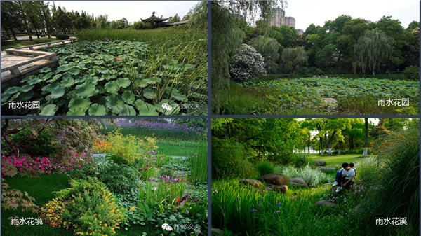 張曉鳴:審美引導也是園林人的使命