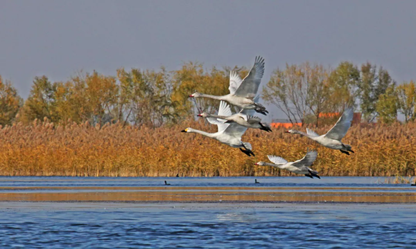 保護一方濕地,建設生態衡水