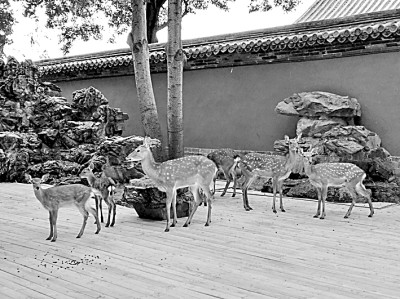 單霽翔：營造紫禁城山水人文景觀