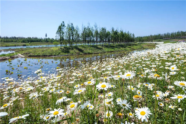 怡境景觀丨灃河濕地生態(tài)公園