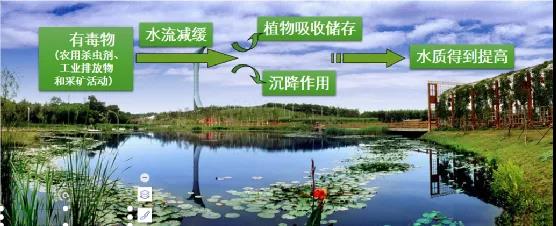 鮑達明:加強濕地保護,促進綠色發展