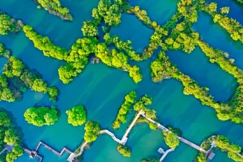 鮑達明:加強濕地保護,促進綠色發展