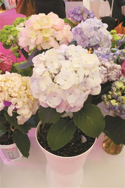 第二十三屆中國國際花卉園藝展覽會在上海舉辦