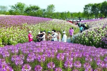上海花博會花博園游客破百萬