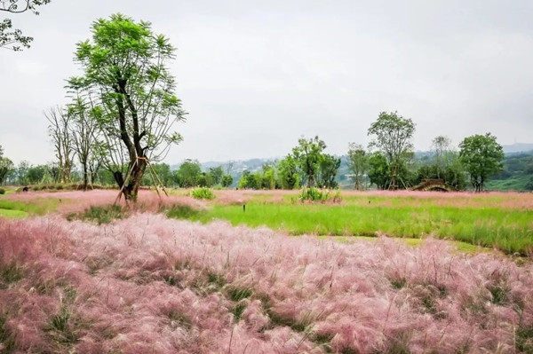 2021生態保護修復創新實踐論壇將于7月22日在重慶舉辦