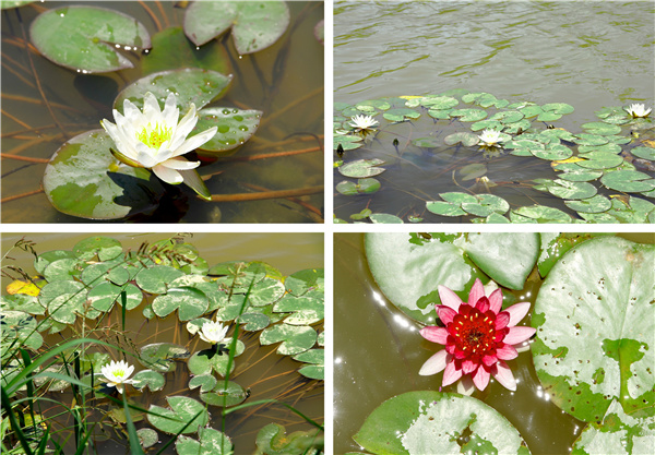 華藝園林丨太湖龍山智慧人防公園