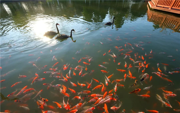 可齋景觀丨寧波·鄞州公園一期八景提升