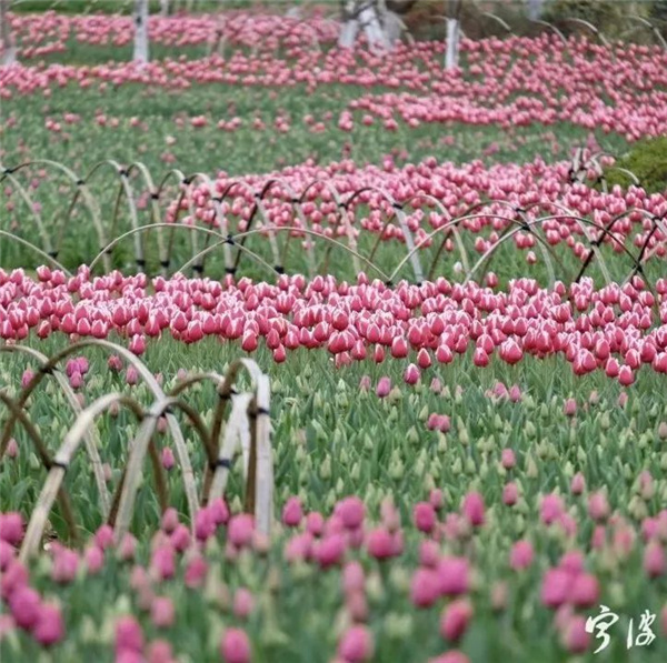 可齋景觀丨寧波·鄞州公園一期八景提升