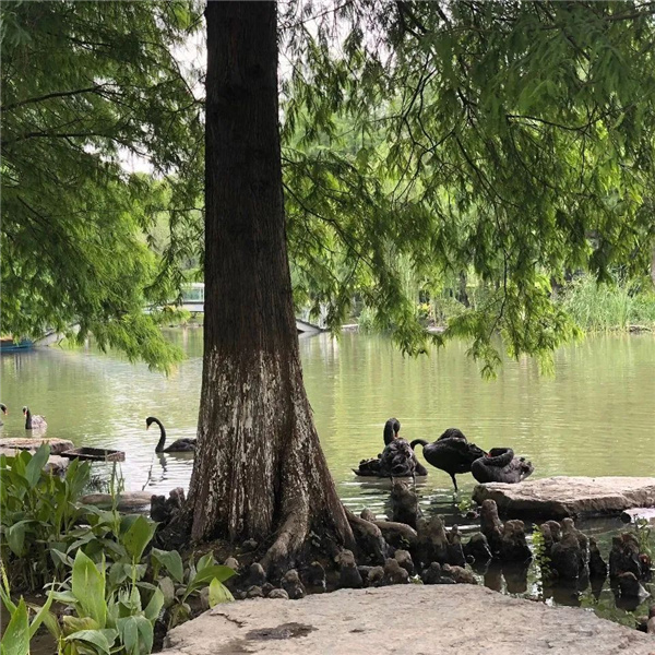 可齋景觀丨寧波·鄞州公園一期八景提升