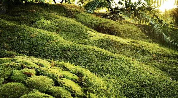 虞金龍：人 城市 花園的和鳴