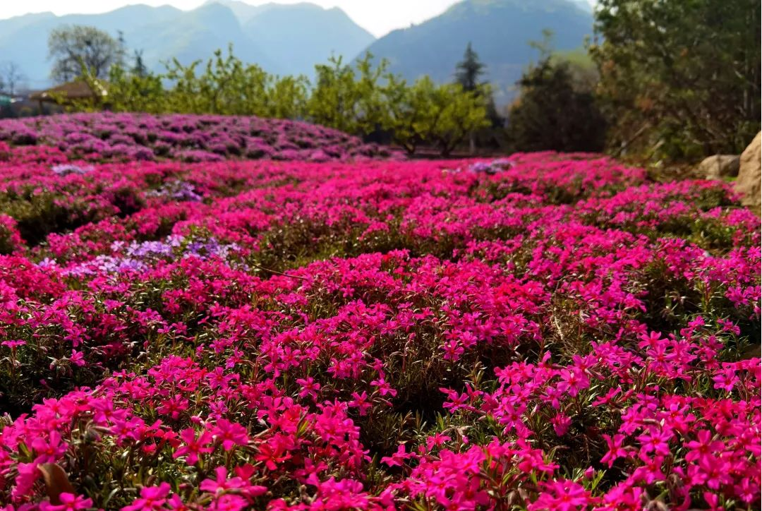 黎妮：為西部美麗鄉村注入新活力