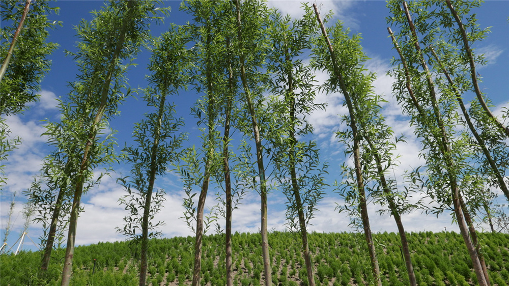 章俊華作品丨差異中的表述——博樂金三角工業區帶狀公園(一期)